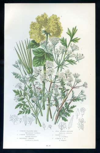 Botanique fleur anthriscus - fleur,,