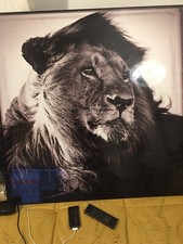 Photo Yellowkorner 100 X 100 Cm Lion Par Laurent Baheux