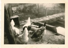 Snapshot basse-cour avec volailles poules canard animaux vintage 
