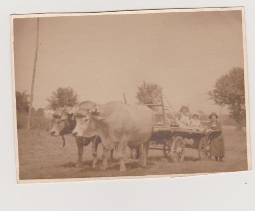 Photo ancienne deux boeufs - ancienne,