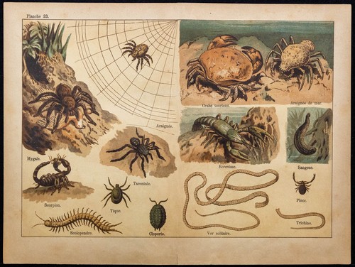 1890ca araignée mygale - -, araignée,