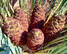 Encephalartos middelburgensis