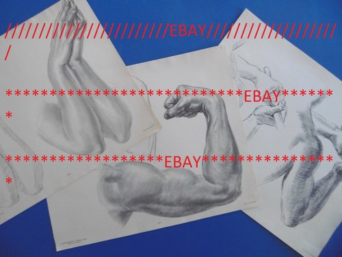 Bornemann le dessin - -le,