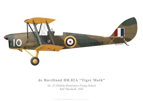 Tiger moth 25 - tiger, no
