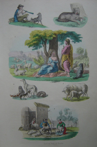 Gravure berger moutons - gravure, chien