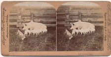 photographie stéréo truie