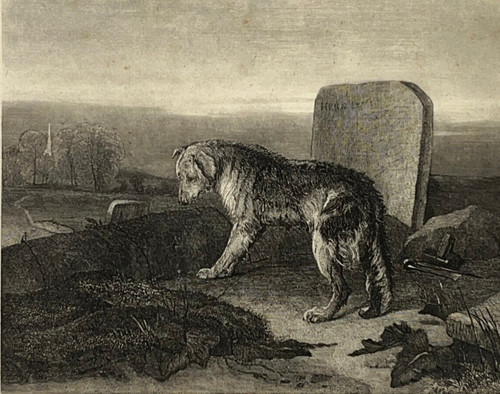Dernier ami berger chien - ami,