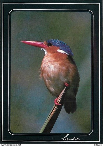 Carte postale animaux - carte,