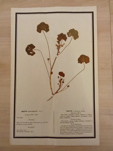Ancien herbier botanique - herbier,