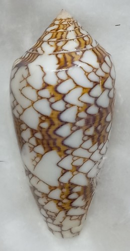 Conus textile - conus,