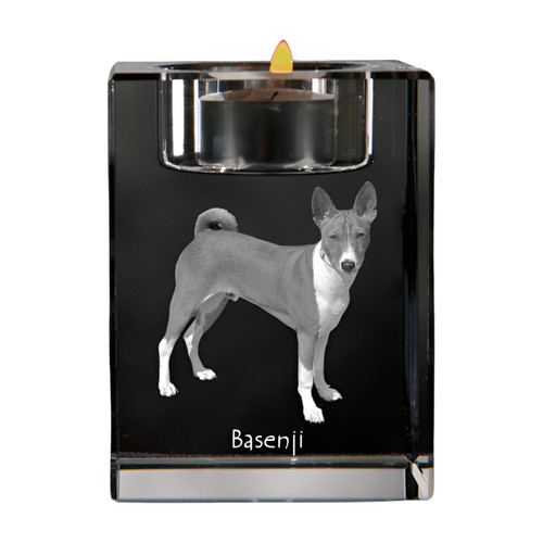 Basenji kongo terrier - kongo-terrier,