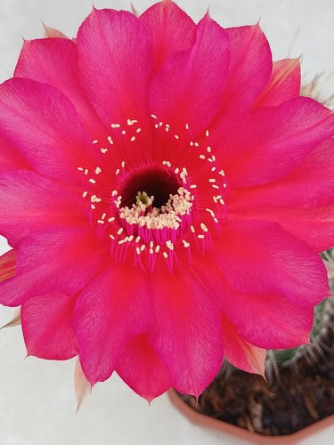 Echinopsis hybrid cactus dark - echinopsis,