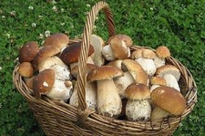 Séjour champignons Ardèche