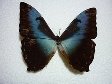 ENTOMOLOGIE Morphidae Morpho