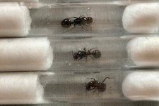 Lot 3 reines gynes seules - fourmis Messor Barbarus pour fonder une colonie