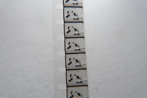 Film animation poule - film, la