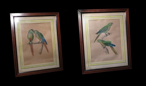 Ornithologie oiseaux - [ornithologie,