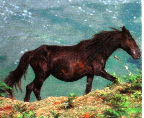 Les chevaux pottok yt - le,