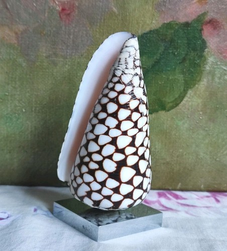 Ancien coquillage conus - coquillage,