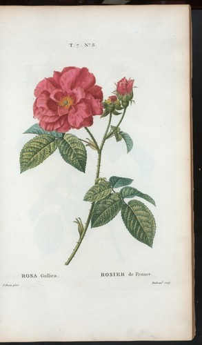 Rosa Gallica Vintage Botanical