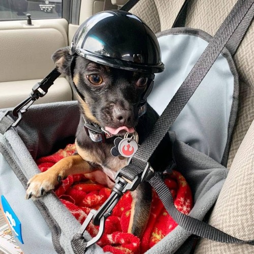Casque motorcycle chien - casque,