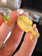 *Phyllium Letiranti "Tataba"