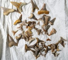 Lot Dents Fossile requins