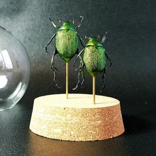 Insectes naturalisés sous cloche : Chrysophora chrysochlora (Entomologie insecte