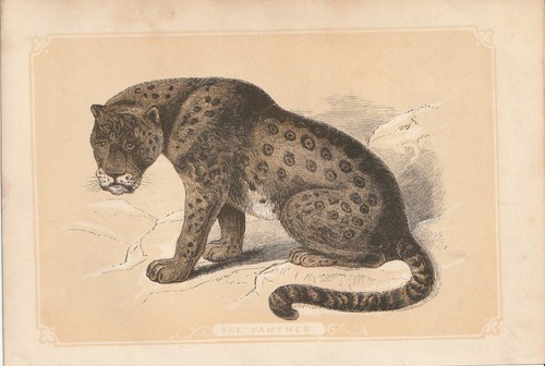Panthère - (panthera, pardus)