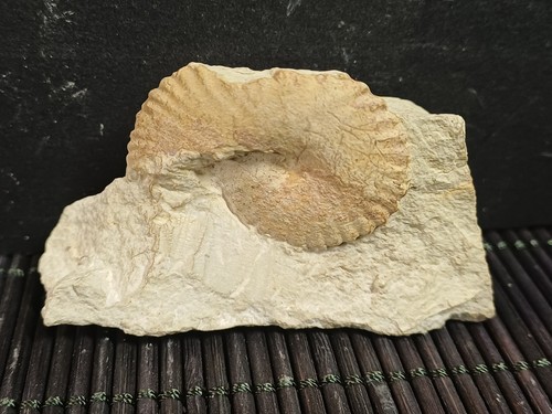 Ammonite pulchellia - ammonite,