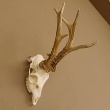 Bois De Cerf Cerf 455 G En