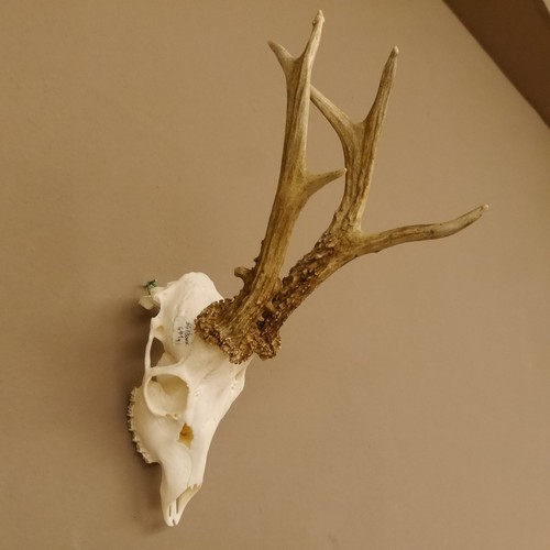 Bois cerf - bois, de