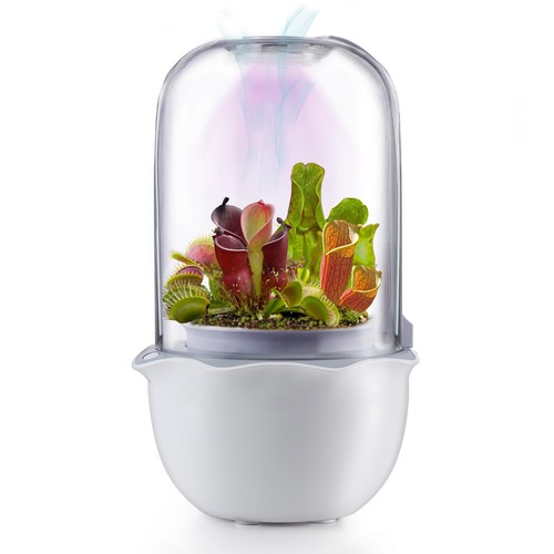 Venus fly trap terrarium - venus, pot
