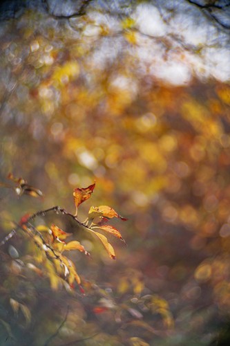 Objectif vintage petzval 50mm - vintage,