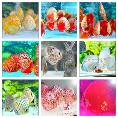 Discount discus top - discount, discus-top