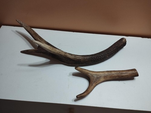 Bois cerf pour chien - 2, de