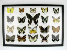 20 vrais papillons préparés comme murale - vitrine - taxidermie - A-20-o-05