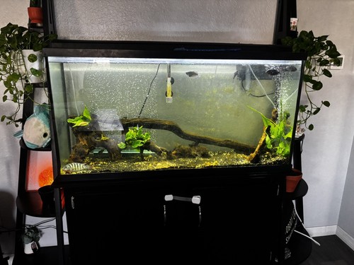 Gal aquarium stand and - gal, stand,