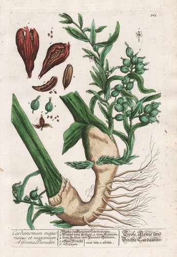 Kardamome cardamom épices - cardamom,