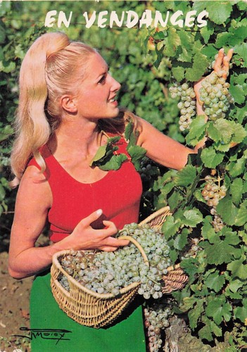Solutre pouilly vendangeuse - 71,