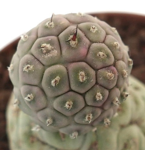 Tephrocactus geometricus two - tephrocactus,