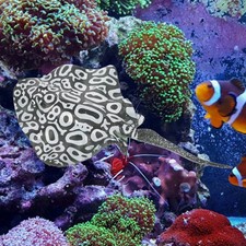  Décorations De Poisson