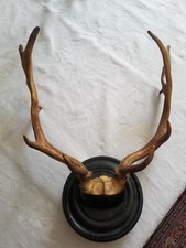 Bois de Daim Trophée (massacre),nord Suède,XX°