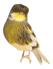 5 x autocollants de voiture autocollants canaris autocollants 9 x 9 cm