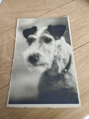 Animaux chien chiens fox - animaux,