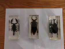 Lot 3 Insectes Résine