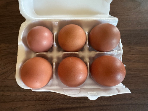 Maran fertile hatching - (6),