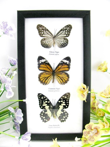 Vrais beaux papillons - vrais,