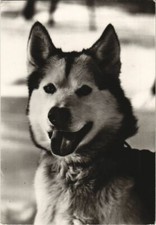 CPA AK Husky DOG (1178127)
