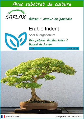 Saflax graines substrat - graines, et